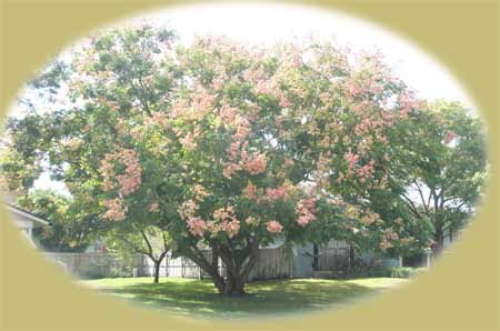 Flowering Tree Along Kirkwood