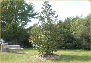 Magnolia on Twelve Oaks